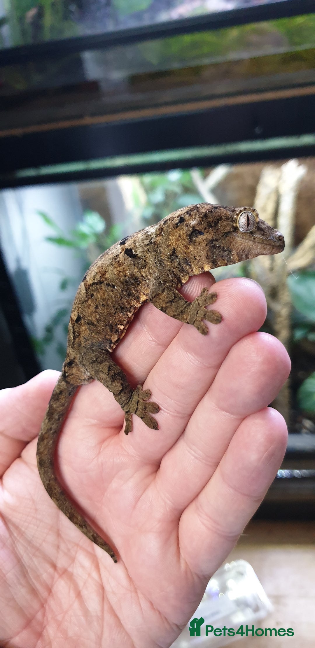 Gecko reptiles for sale: CB2025 Mainland chahoua (mossy gecko) - Advert 1