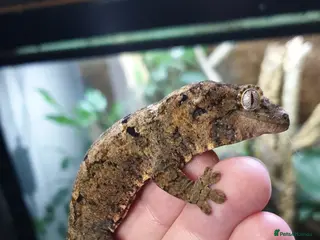 Gecko reptiles CB2025 Mainland chahoua (mossy gecko) - Advert 1