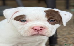 Olde English Bulldogge dogs for sale: Olde English Bulldogge puppies - Image 6