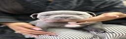 Staffordshire Bull Terrier dogs for sale: Stunning Health tested kc reg puppies  - Advert 14