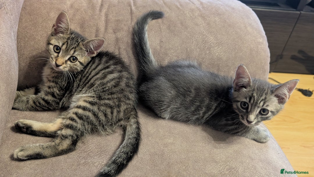 Mixed Breed cats for sale: Adorable Kittens Looking for Loving Homes! - Image 11