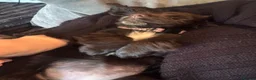 Cocker Spaniel dogs for sale: Chocolate cocker spaniel puppy  - Advert 3