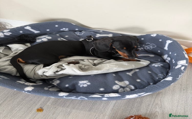Miniature Dachshund dogs - Advert 1