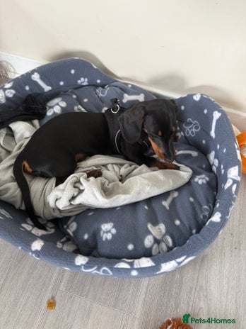 Miniature Dachshund dogs - Advert 7