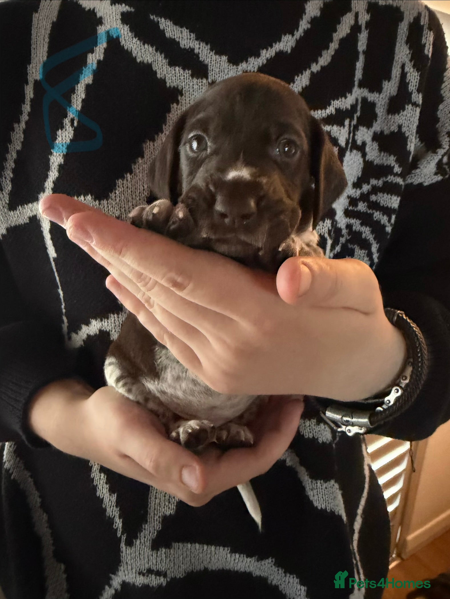 German Shorthaired Pointer dogs Stunning litter of 14 German short-haired pointers - Advert 2