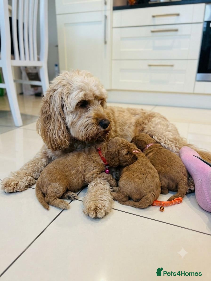 Cavapoo dogs Gorgeous Cavapoo Girls – Loving Family Homes - Advert 1