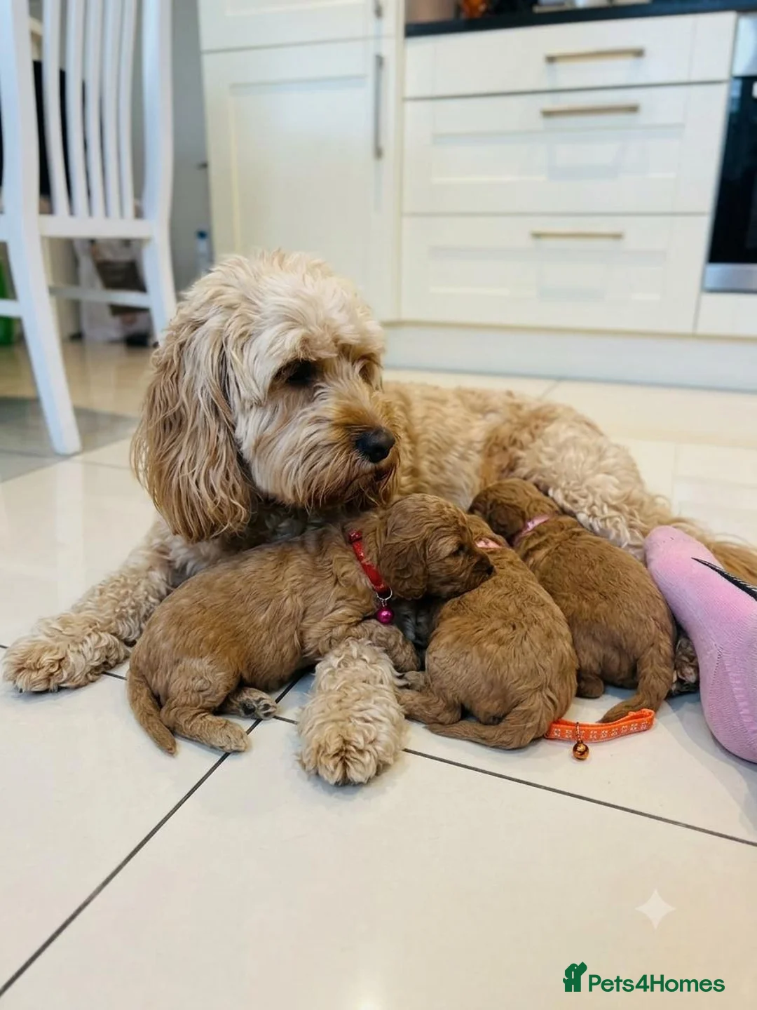 Cavapoo dogs for sale: Gorgeous Cavapoo Girls – Loving Family Homes in Manchester - Advert 1