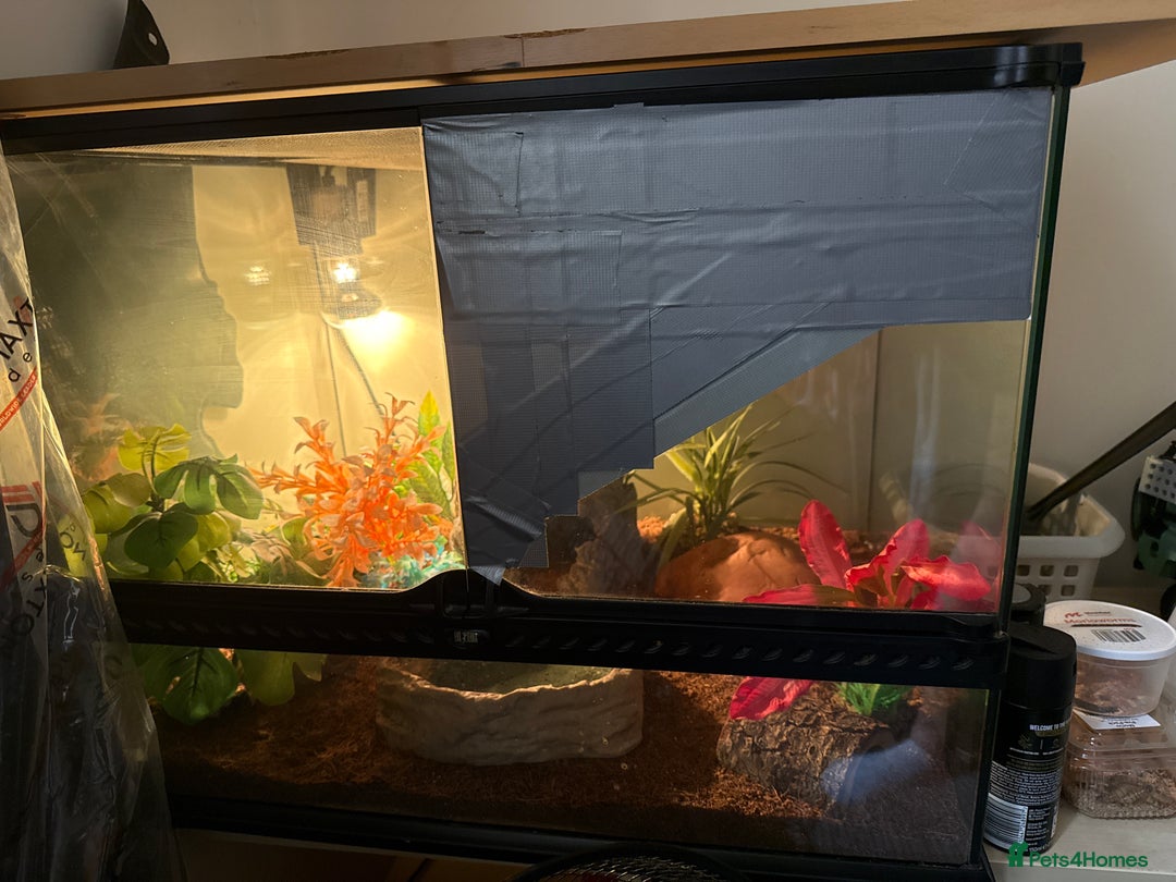 Leopard Gecko reptiles for sale: Pumpkin the leopard gecko - Image 4
