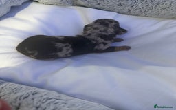 Dachshund dogs for sale: Dapple Dachshund Puppies - Image 26