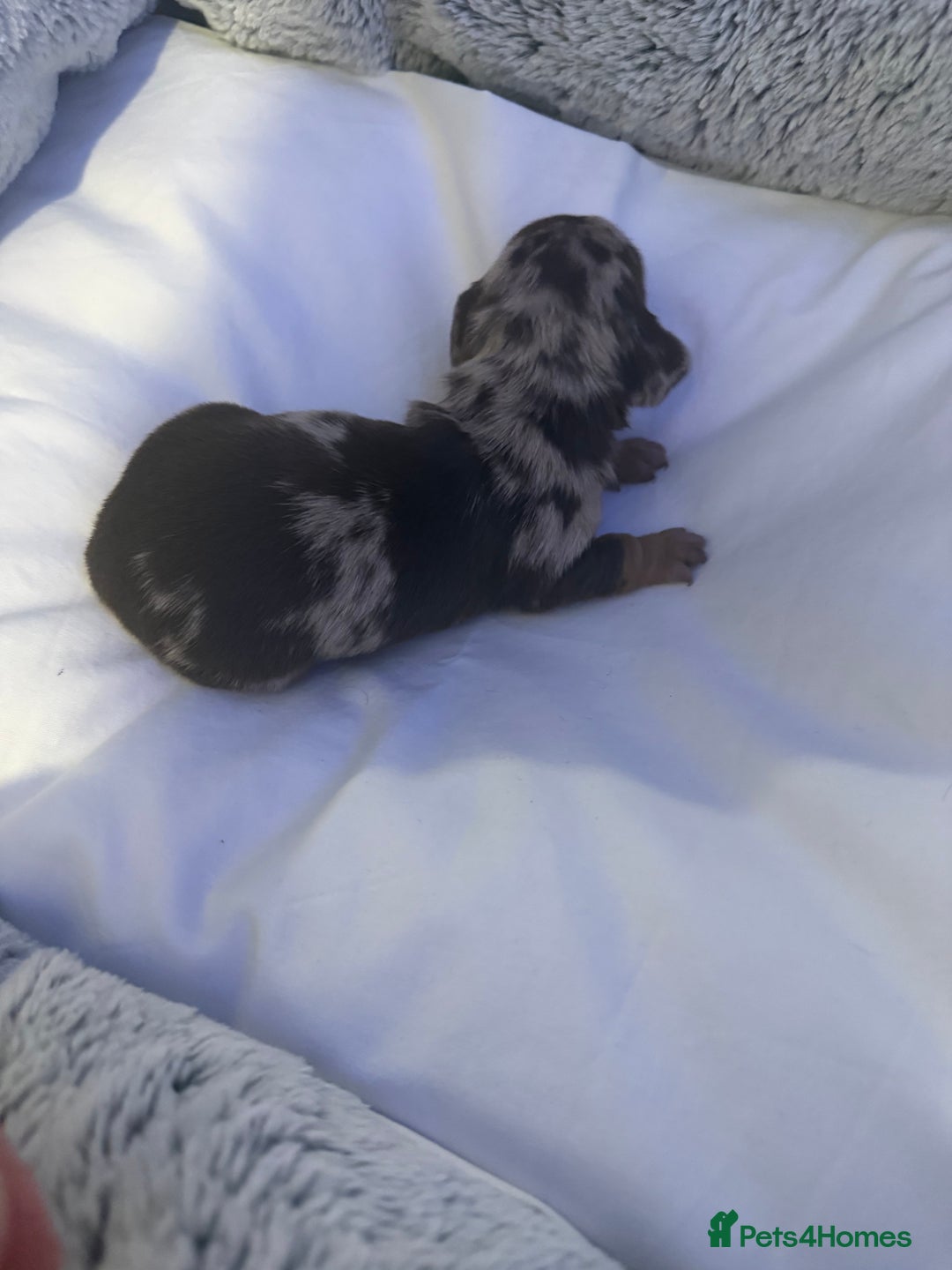 Dachshund dogs for sale: Dapple Dachshund Puppies - Image 26