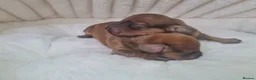 Dachshund dogs for sale: Pra clear 5 beautiful LH Dachshund puppies💗💗💗 - Advert 12