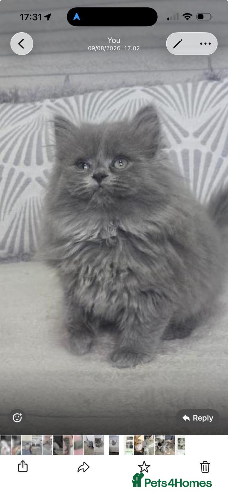 Persian cats Adorable blue Persian girl ready now  - Advert 1
