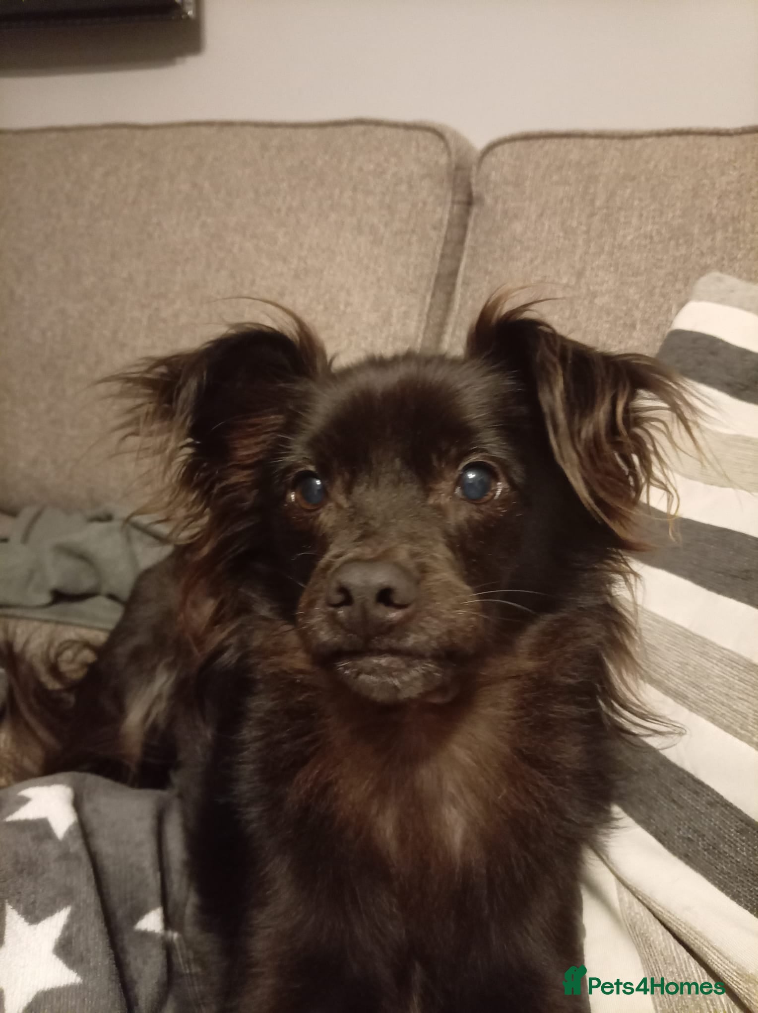 Yorkshire Terrier dogs WANTED Female Yorkshire terrier to join family - Advert 1