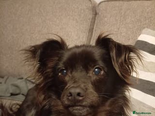 Yorkshire Terrier dogs WANTED Female Yorkshire terrier to join family - Advert 1