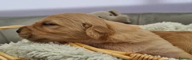 Golden Retriever Puppy 4