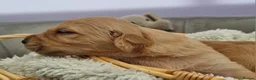 Golden Retriever dogs for sale: Selective litter from health tested parents - Advert 25