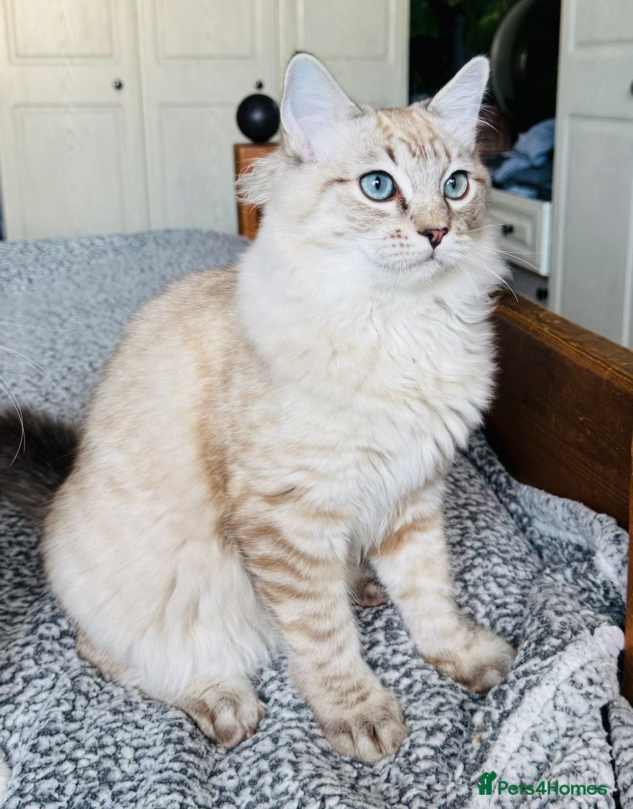 Ragdoll cats Stunning Seal Tabby Mink Boy - Advert 1