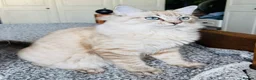 Ragdoll cats for sale: Stunning Seal Tabby Mink Boy - Advert 1