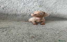 Dachshund dogs for sale: Beautiful dachshund puppies  - Image 9