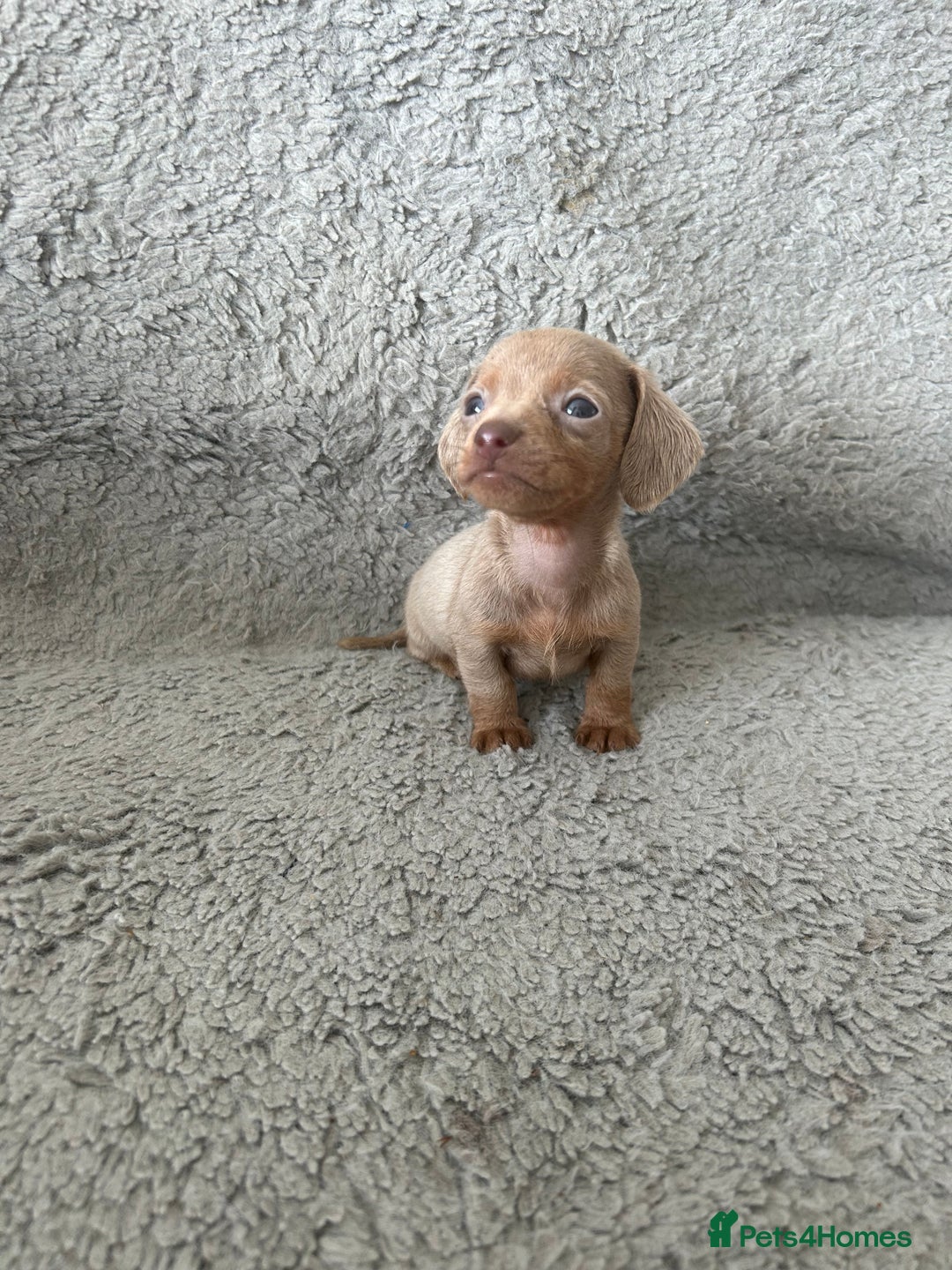 Dachshund dogs for sale: Beautiful dachshund puppies  - Image 9