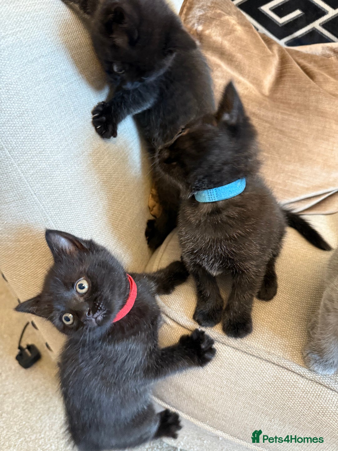British Shorthair cats for sale: Rare black smoke British short hair kittens - Image 8