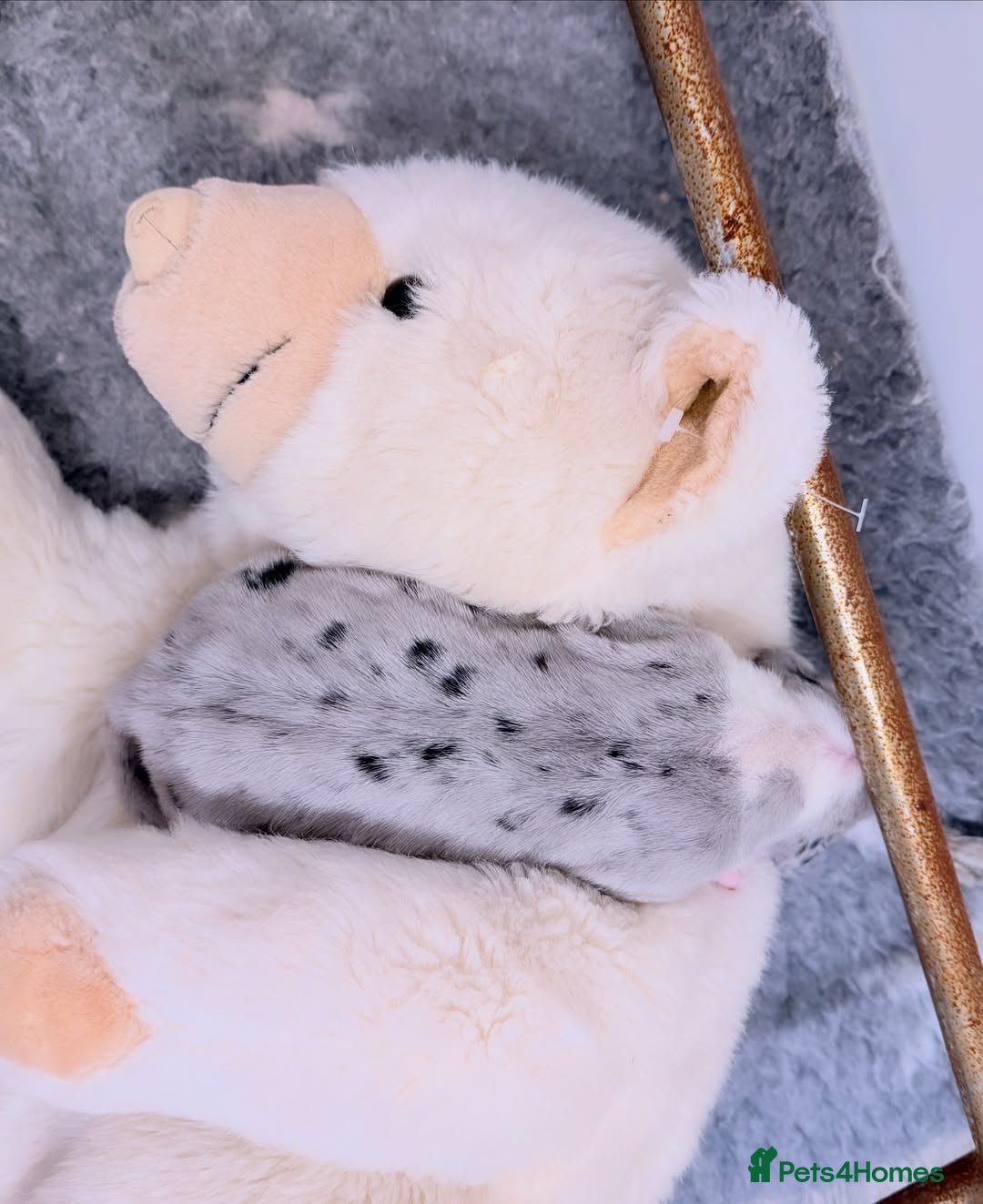 Great Dane dogs for sale: Great Danes Available–Gentle Giants in the Making - Advert 8