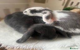 Mini Lop rabbits for sale: Rehoming Two Mini Lops - Image 2