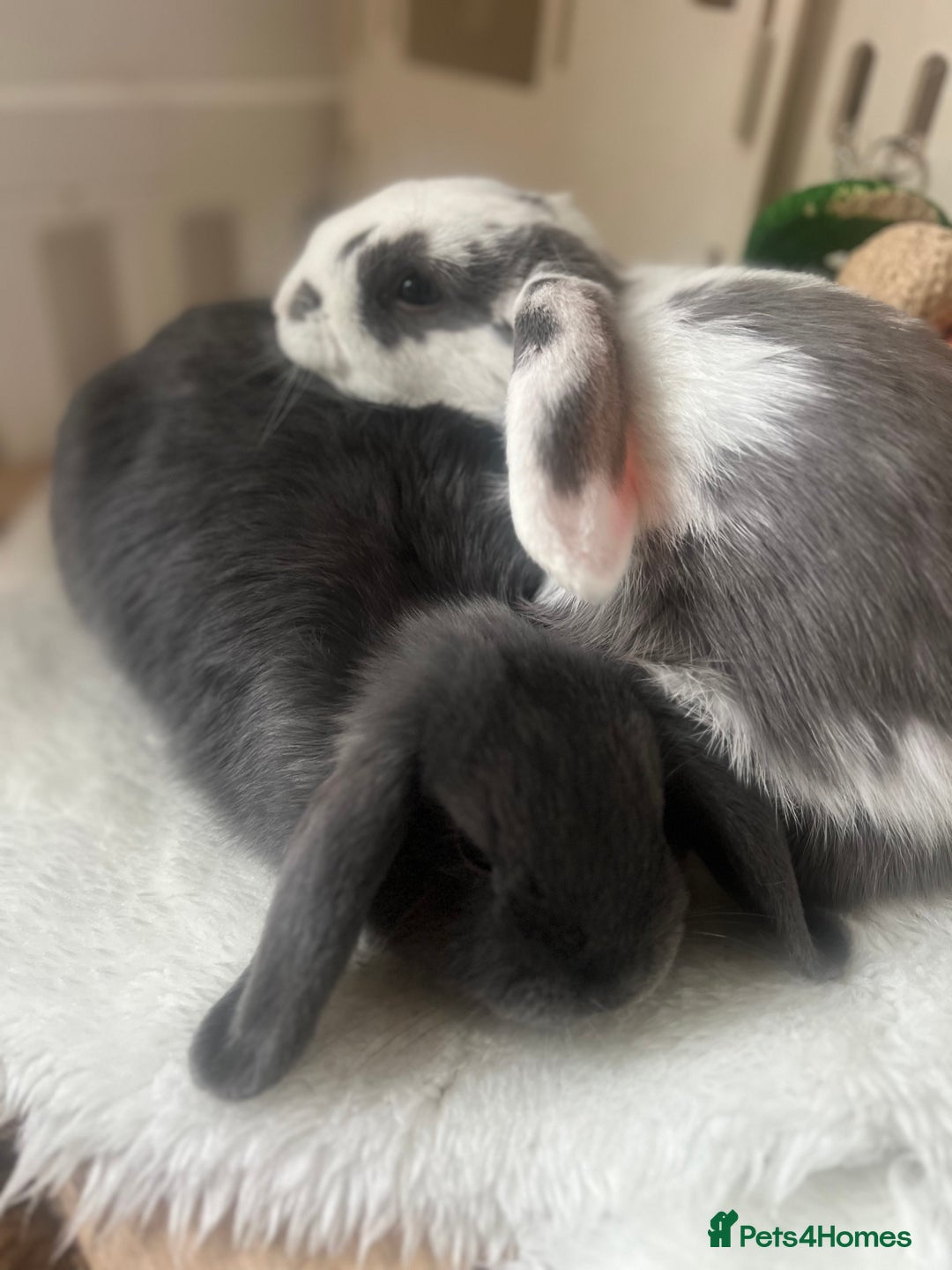 Mini Lop rabbits for sale: Rehoming Two Mini Lops - Image 2