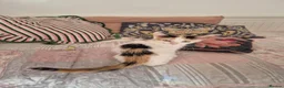 Mixed Breed cats for sale: 2 kittens Ready To Leave - Advert 16