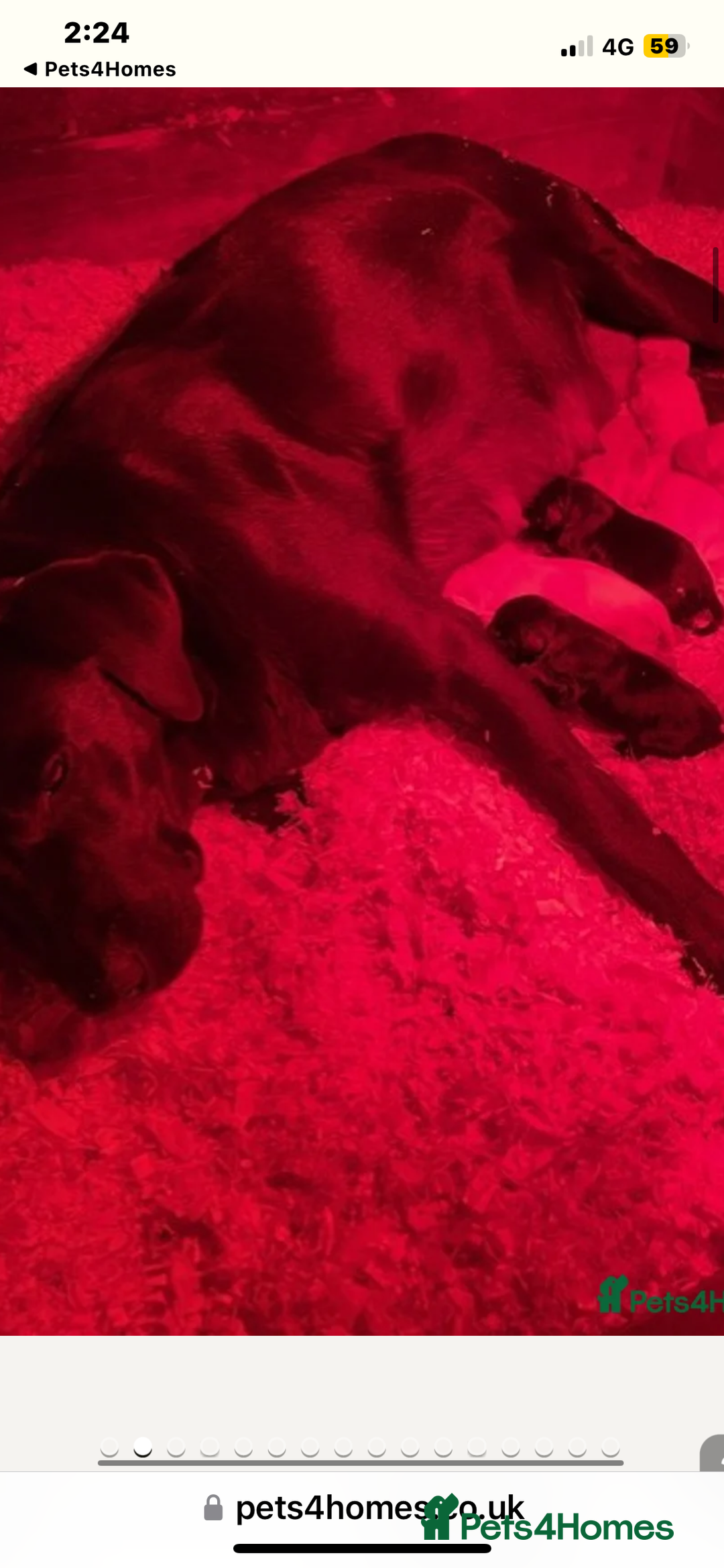 Labrador Retriever dogs for sale: Labrador puppies  🐶  - Image 9