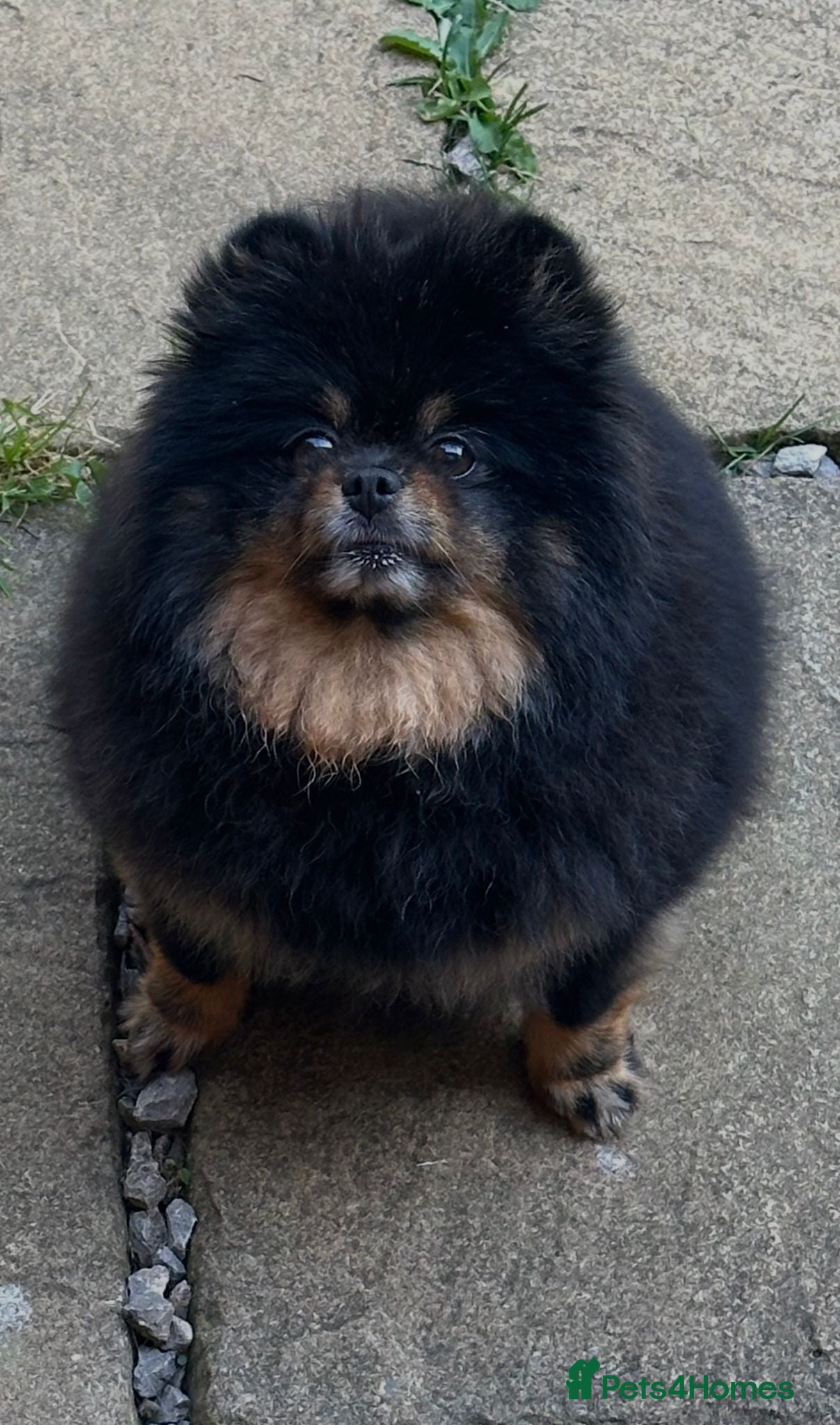 Pomeranian dogs 5 YEAR OLD GIRL - Advert 14