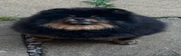 Pomeranian dogs for sale: Adult Pomeranian x2 GIRLs 🎀 - Advert 2
