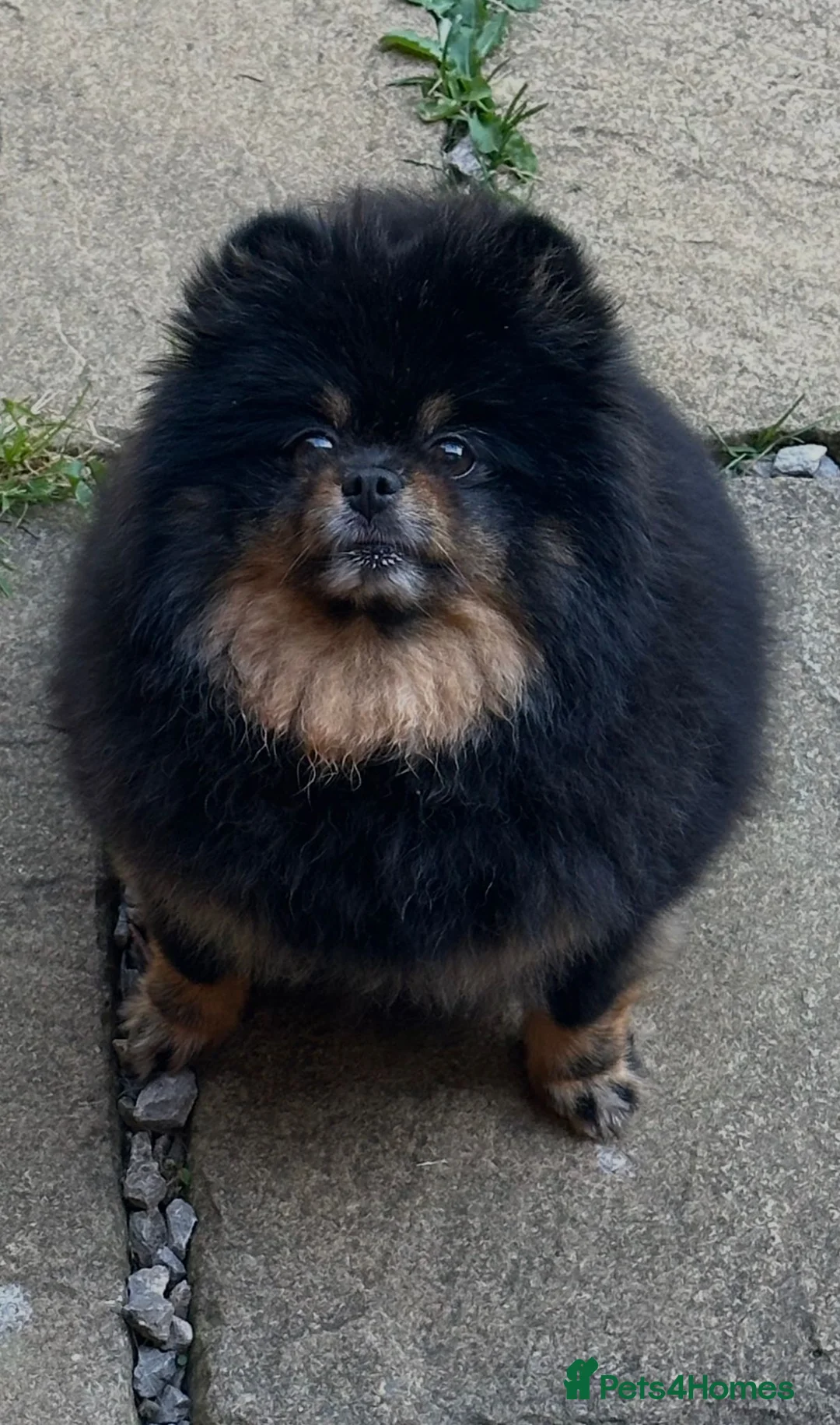 Pomeranian dogs for sale: Adult Pomeranian x2 GIRLs 🎀 - Advert 2