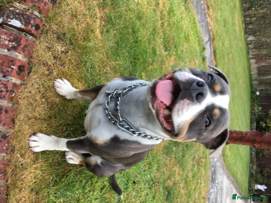 Staffordshire Bull Terrier dogs for stud: Tri Blue, PROVEN an the most beautiful temperament in Loughborough - Advert 3
