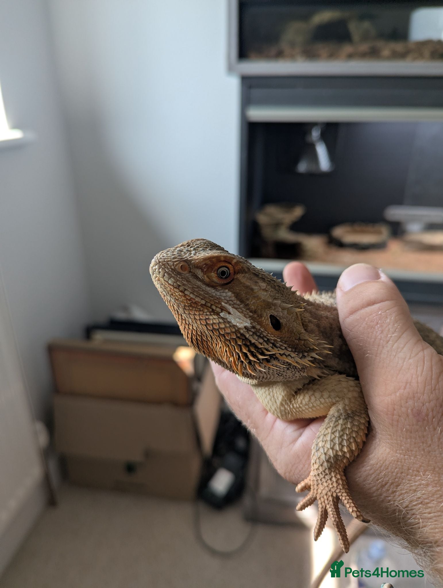 Bearded Dragon reptiles Male bearded dragon for sale - Advert 1