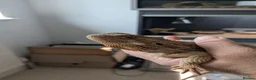 Bearded Dragon reptiles for sale: Male bearded dragon for sale in Emsworth - Advert 1