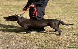 Presa Canario dogs for sale: Presa canario female - Image 5