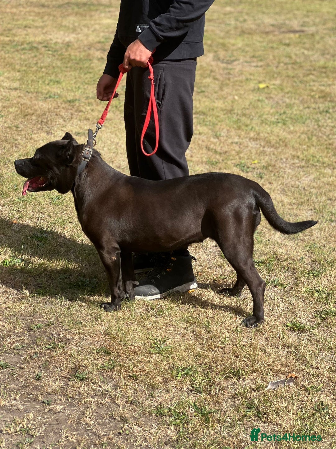 Presa Canario dogs for sale: Presa canario female - Image 5