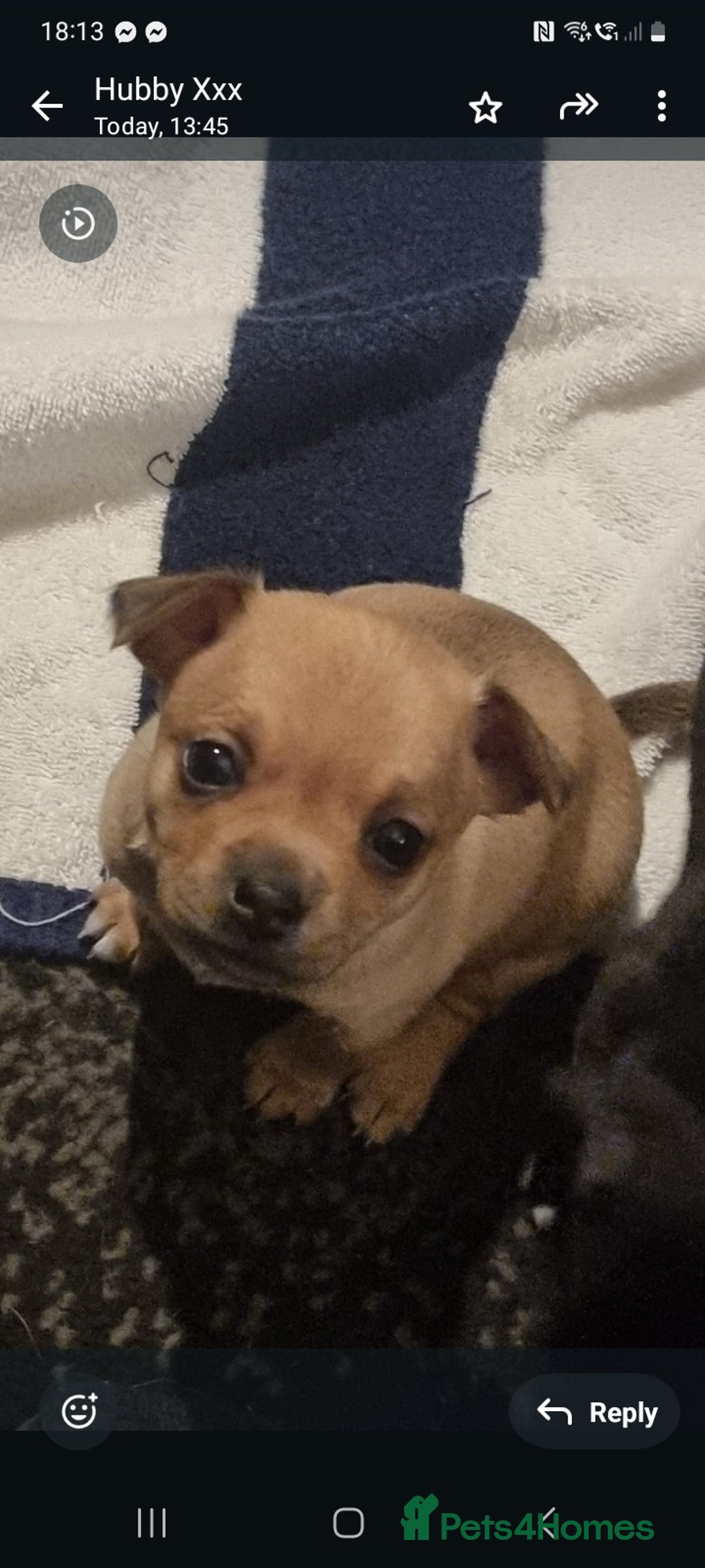 Pomchi dogs for sale: Chihuahua x pomchi - Advert 6