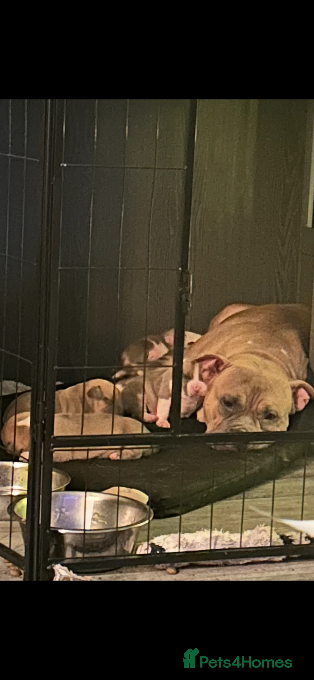 American Bully dogs for sale: American pocket bully’s  - Advert 7