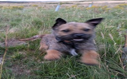Border Terrier dogs for sale: Rolo,  - Image 2