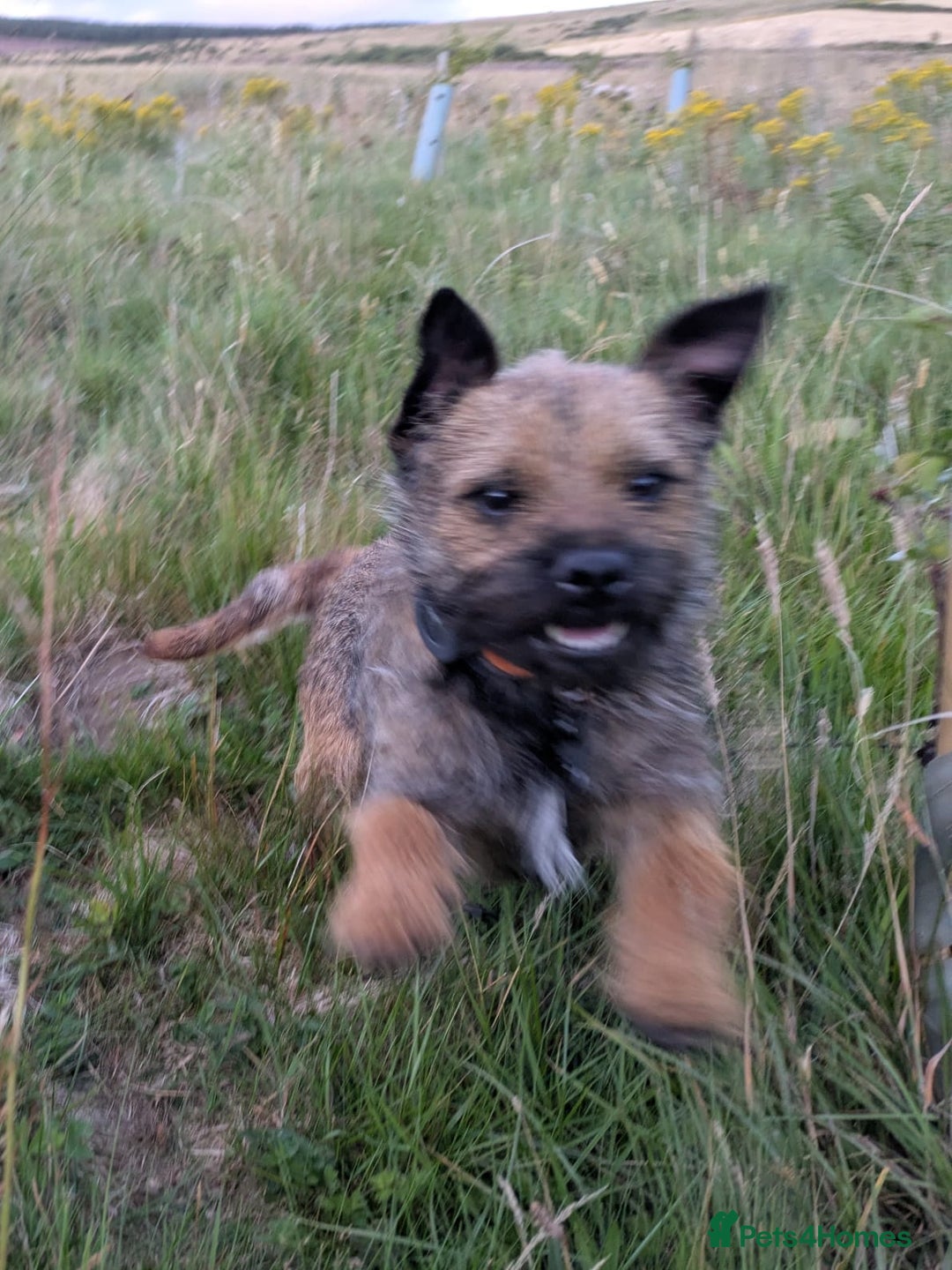 Border Terrier dogs for sale: Rolo,  - Image 2