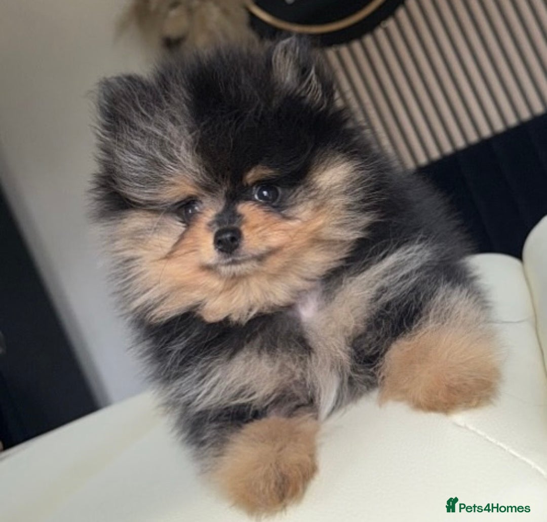 Pomeranian dogs for stud: 🌈😍 BEST QUALITY TEDDY FACED POM STUD 🧸🐶🤎  - Advert 6