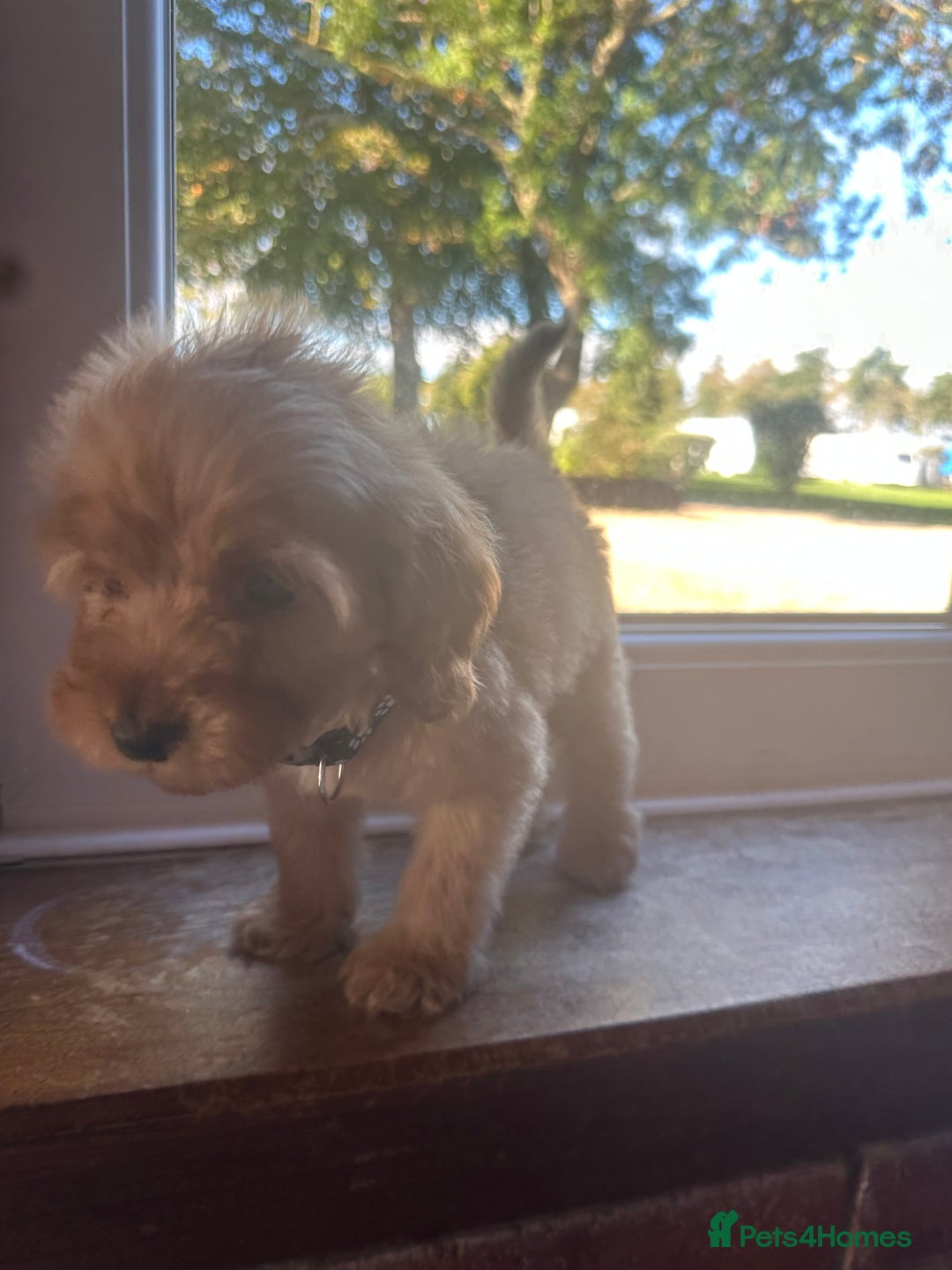 Cockapoo dogs for sale: 8 beautiful, stunning cockapoo  - Image 5
