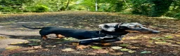 Dachshund dogs for stud: Rex   in Telford - Advert 1