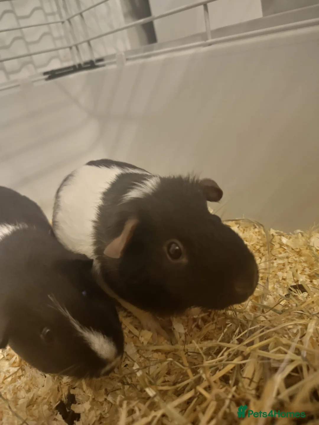 Guinea Pig rodents for sale: 2 female guinea pigs for sale - Advert 1