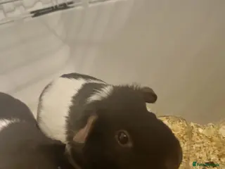 Guinea Pig rodents for sale: 2 male guinea pigs with accessories and cage - Advert 2
