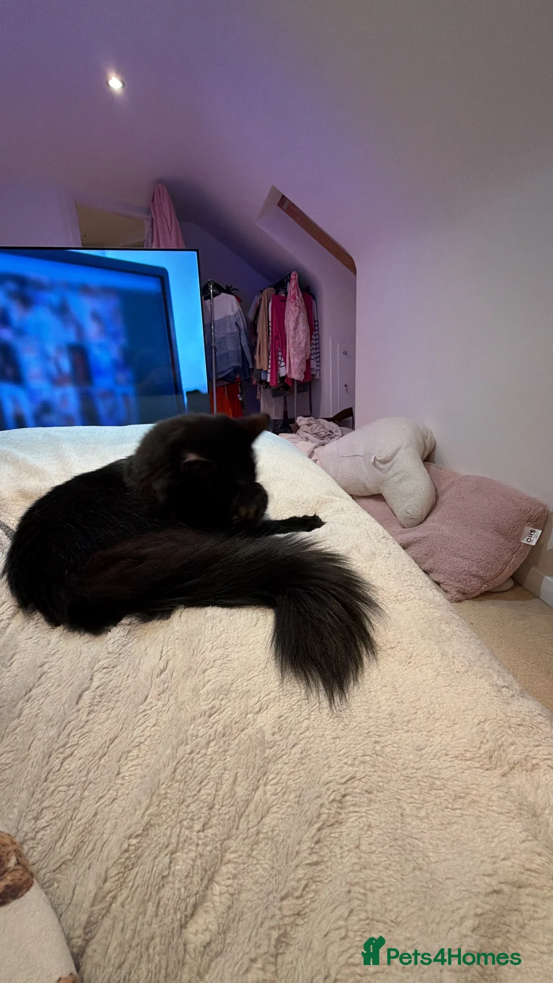 Ragcoon cats for sale: Beautiful majestic  male Ragdoll Maine coon cross  - Advert 2