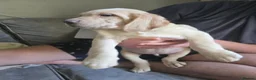 Mixed Breed dogs for sale: Lab Cross weimaraner  - Advert 8