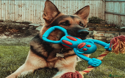 German Shepherd dogs for sale: German Shepherd for rehoming - Image 3